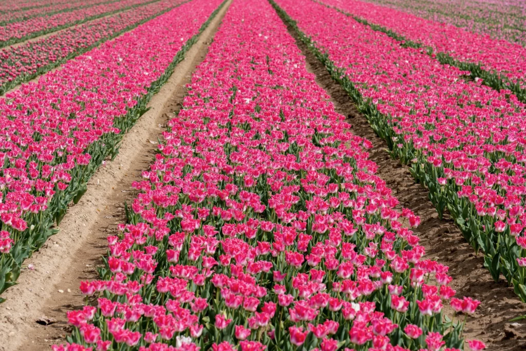 Les champs de tulipes de Jonquières célèbrent leurs 40 ans et attirent déjà les visiteurs